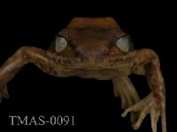 Swinhoe's brown frog Collection Image, Figure 4, Total 11 Figures